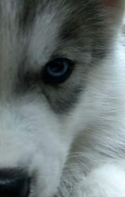 The Wolves and The Rabbits